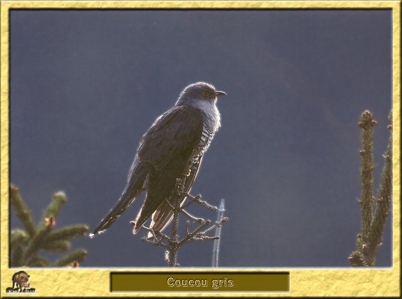Coucou gris - Cuculus canorus - Common Cuckoo or Eurasian Cuckoo; DISPLAY FULL IMAGE.