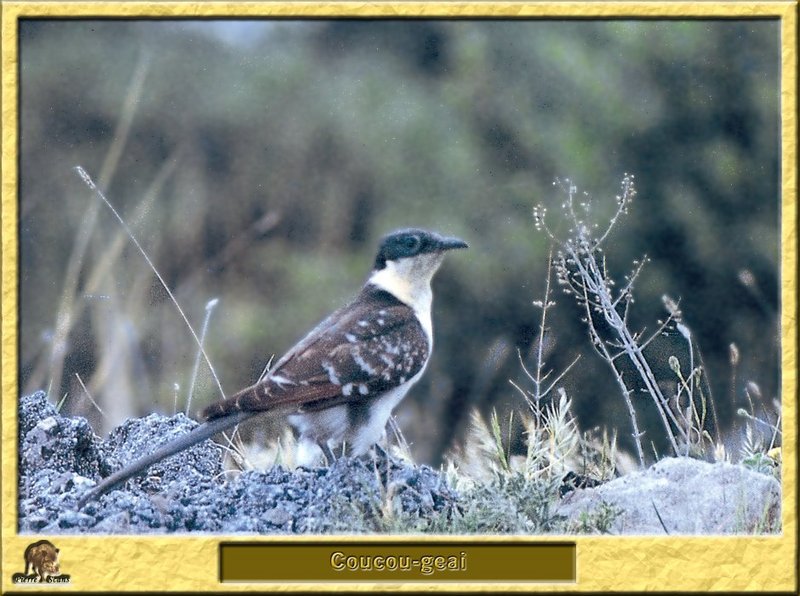 Coucou geai - Clamator glandarius - Great Spotted Cuckoo; DISPLAY FULL IMAGE.