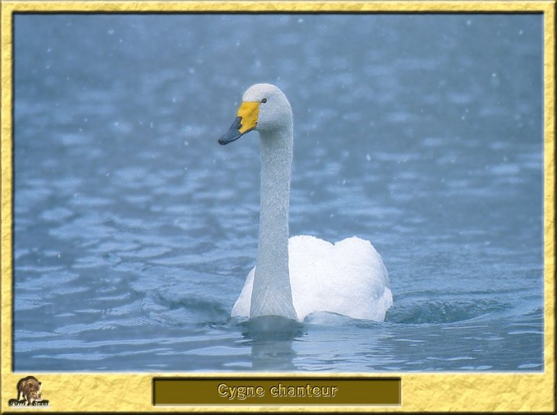 Cygne chanteur - Cygnus cygnus - Whooper Swan; DISPLAY FULL IMAGE.