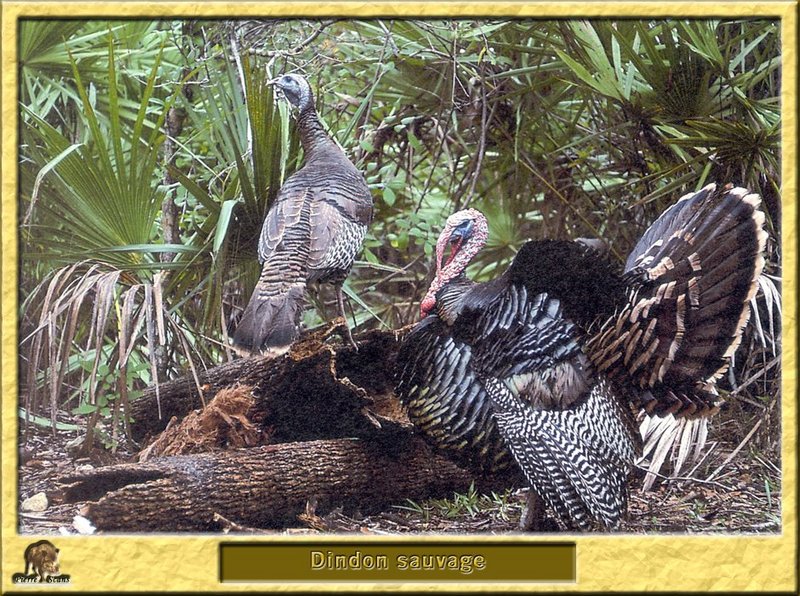 Dindon sauvage - Meleargis gallopavo - Wild Turkey; DISPLAY FULL IMAGE.