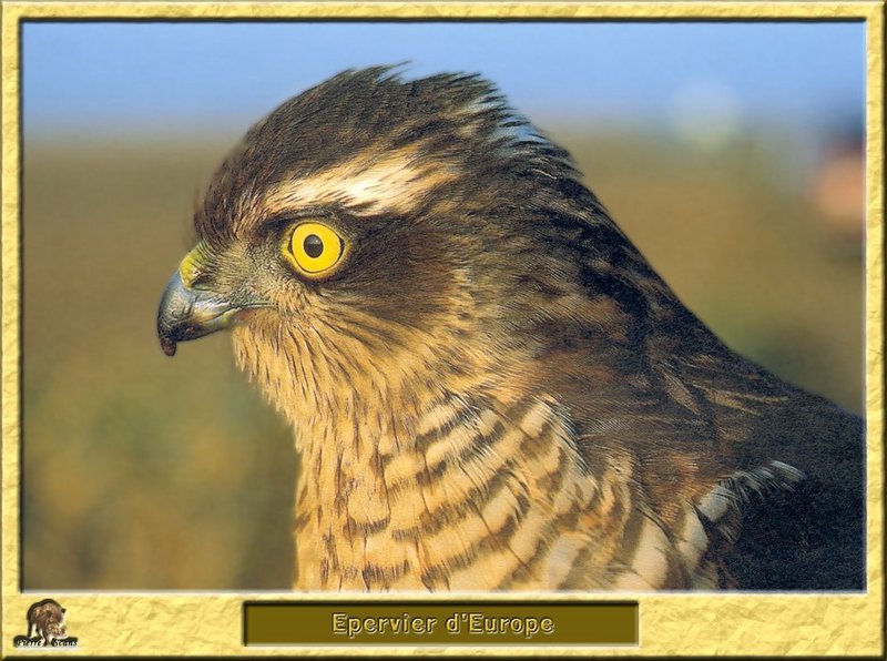 Epervier d'Europe - Accipiter nisus - Eurasian Sparrowhawk; DISPLAY FULL IMAGE.