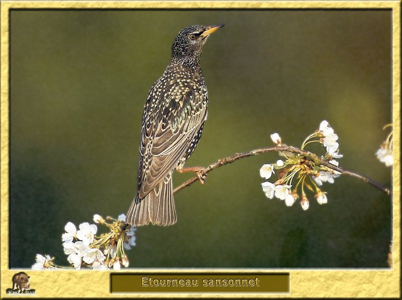 Etourneau sansonnet - Sturnus vulgaris - Common Starling; DISPLAY FULL IMAGE.