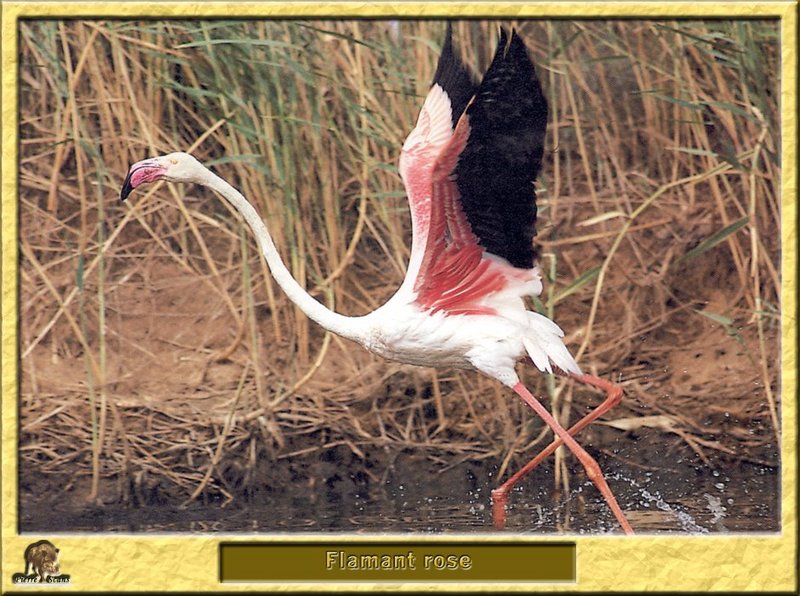 Flamant rose - Phoenicopterus ruber - Greater Flamingo; DISPLAY FULL IMAGE.