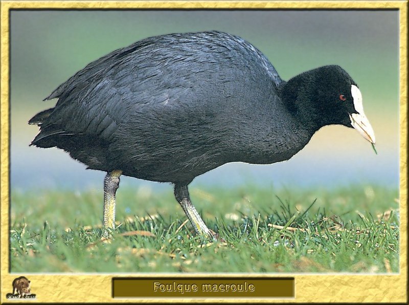 Foulque macroule - Fulica atra - Common Coot or Eurasian Coot; DISPLAY FULL IMAGE.