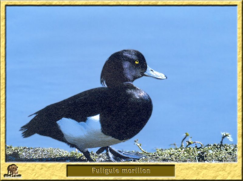 Fuligule morillon - Aythya fuligula - Tufted Duck; DISPLAY FULL IMAGE.