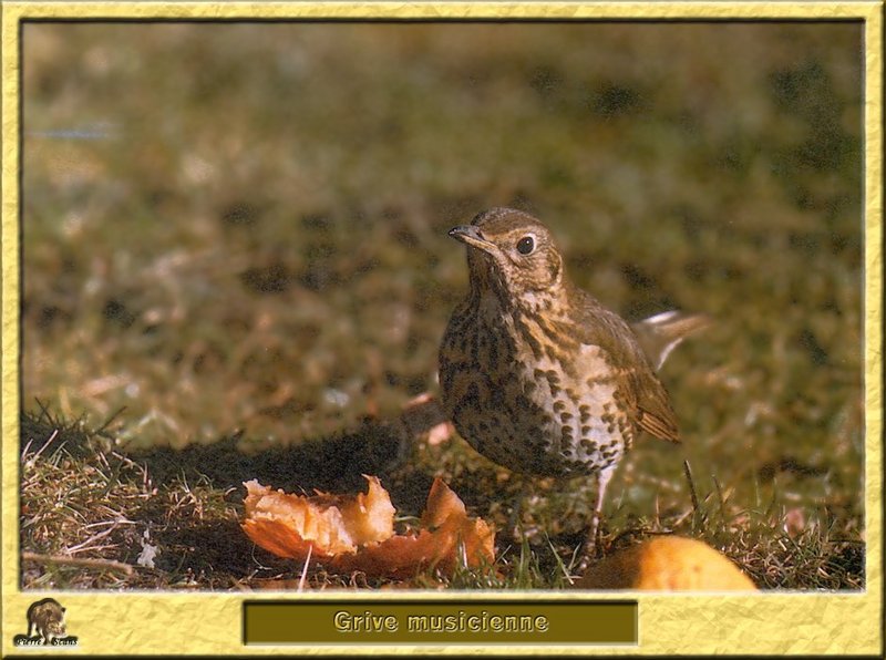 Grive musicienne - Turdus philomelos - Song Thrush; DISPLAY FULL IMAGE.