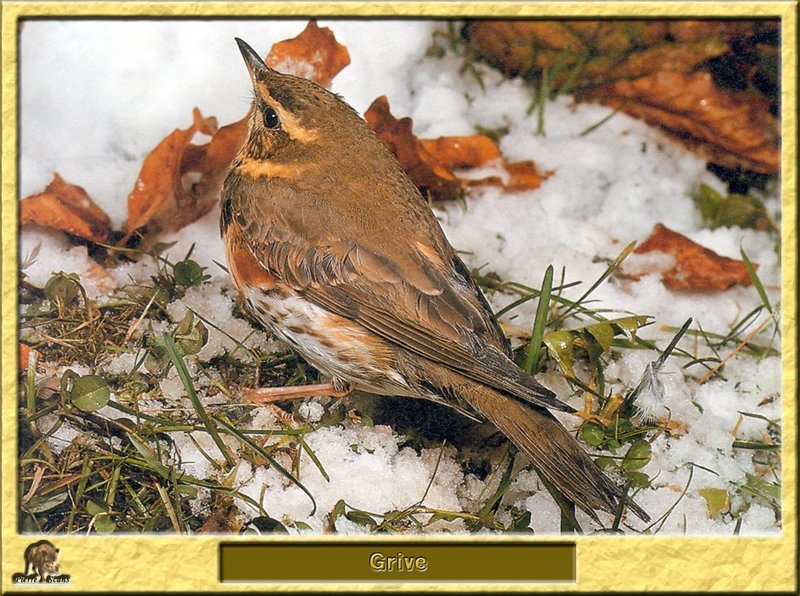 Grive - Turdus sp. - Thrush; DISPLAY FULL IMAGE.