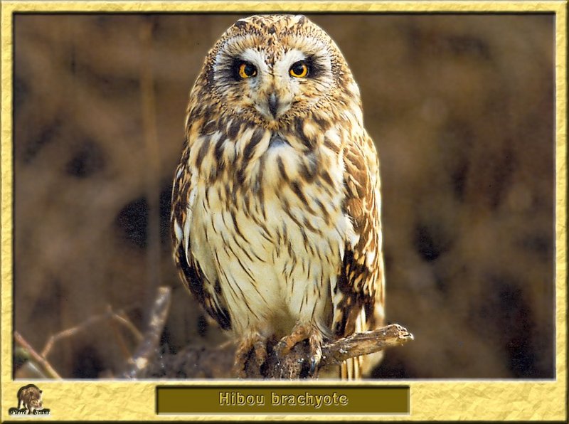 Hibou brachyote - Asio flammeus - Short-eared Owl; DISPLAY FULL IMAGE.