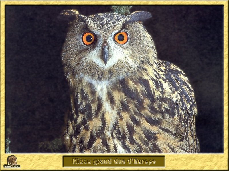 Grand-duc d'Europe - Bubo bubo - Eurasian Eagle-Owl; DISPLAY FULL IMAGE.