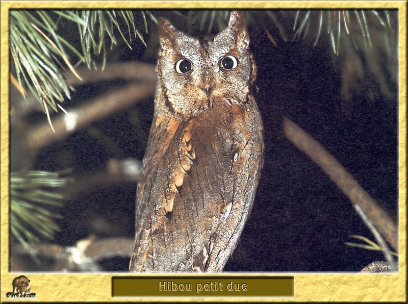 Petit-Duc scops - Otus scops - Common or Eurasian Scops-Owl; DISPLAY FULL IMAGE.