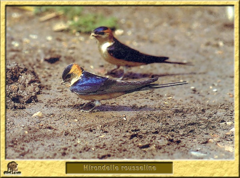 Hirondelle rousseline - Hirundo daurica / Cecropis daurica - Red-rumped Swallow; DISPLAY FULL IMAGE.