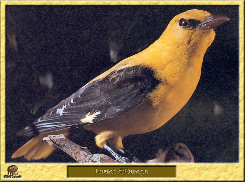 Loriot d'Europe - Oriolus oriolus - Eurasian Golden-Oriole; DISPLAY FULL IMAGE.