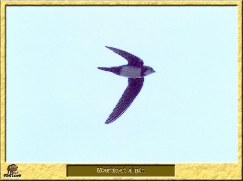 Martinet alpin - Apus melba - Alpine Swift (Tachymarptis melba); DISPLAY FULL IMAGE.