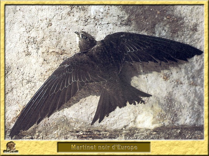 Martinet noir - Apus apus - Common Swift; DISPLAY FULL IMAGE.