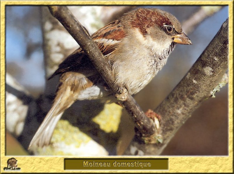 Moineau domestique - Passer domesticus - House Sparrow; DISPLAY FULL IMAGE.