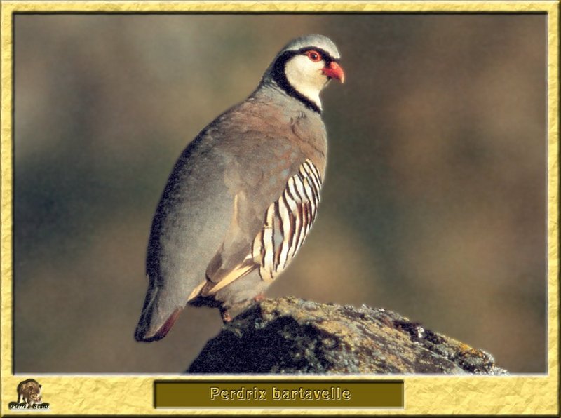 Perdrix bartavelle - Alectoris graeca - Rock Partridge; DISPLAY FULL IMAGE.