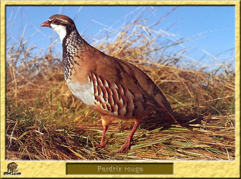 Perdrix rouge - Alectoris rufa - Red-legged Partridge; DISPLAY FULL IMAGE.