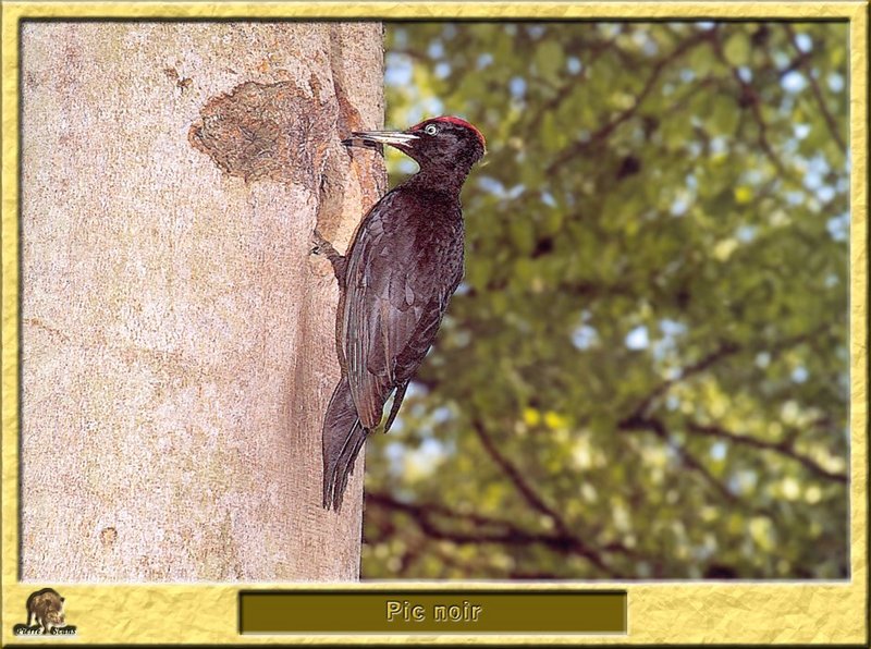 Pic noir - Dryocopus martius - Black Woodpecker; DISPLAY FULL IMAGE.