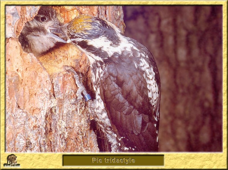 Pic tridactyle - Picoides tridactylus - Three-toed Woodpecker; DISPLAY FULL IMAGE.