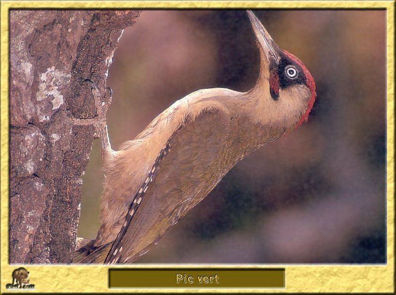 Pic vert - Picus viridis - Eurasian Green Woodpecker; DISPLAY FULL IMAGE.