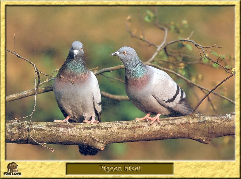 Pigeon biset - Columba livia - Rock Pigeon; DISPLAY FULL IMAGE.
