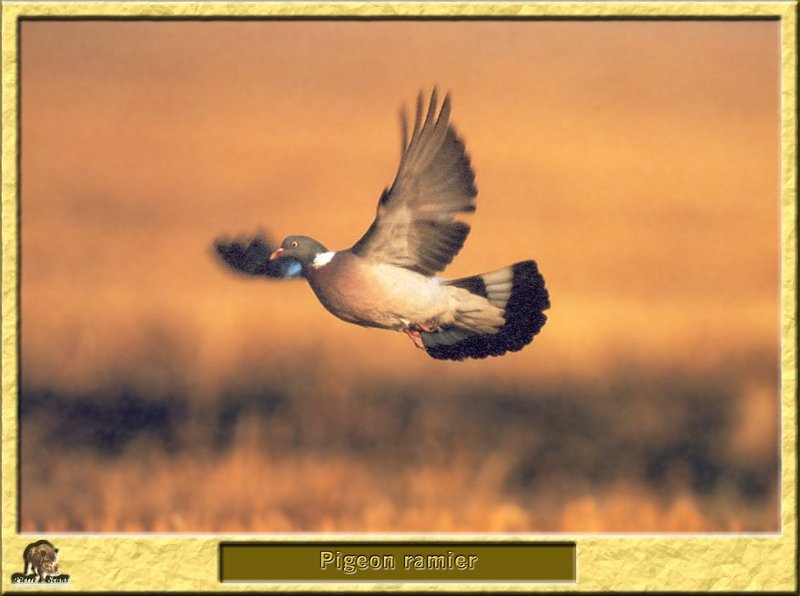 Pigeon ramier - Columba palumbus - Common Wood-Pigeon; DISPLAY FULL IMAGE.