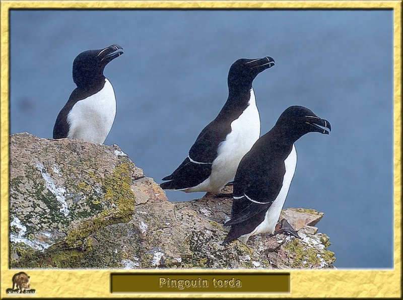 Pingouin torda - Alca torda - Razorbill; DISPLAY FULL IMAGE.