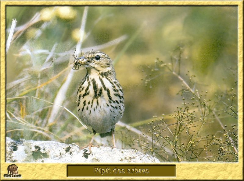 Pipit des arbres - Anthus trivialis - Tree Pipit; DISPLAY FULL IMAGE.