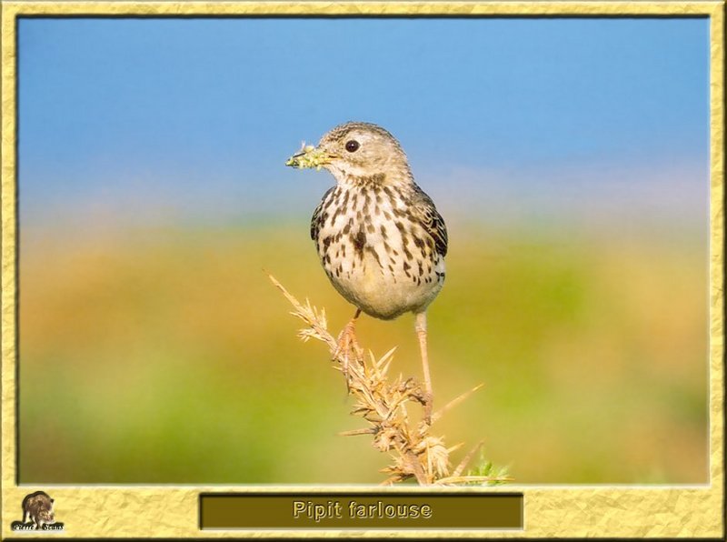 Pipit farlouse - Anthus pratensis - Meadow Pipit; DISPLAY FULL IMAGE.