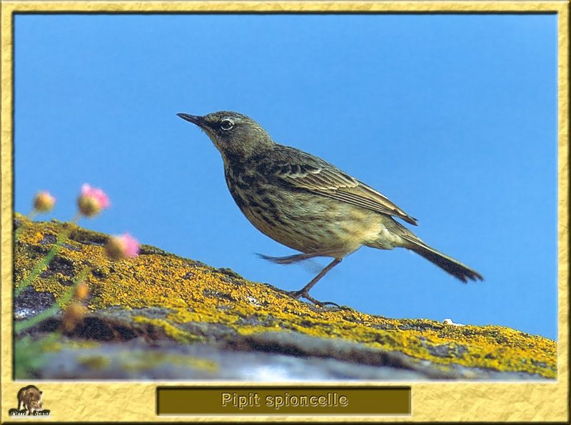 Pipit spioncelle - Anthus spinoletta - Water Pipit; DISPLAY FULL IMAGE.