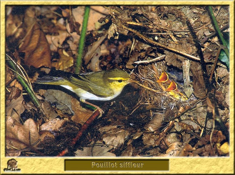 Pouillot siffleur - Phylloscopus sibilatrix - Wood Warbler; DISPLAY FULL IMAGE.