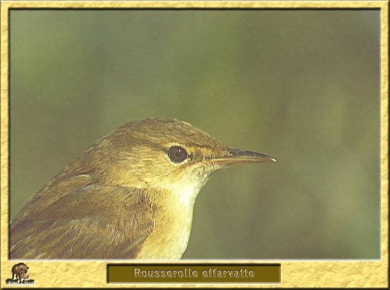 Rousserolle effarvatte - Acrocephalus scirpaceus - Eurasian Reed Warbler; DISPLAY FULL IMAGE.
