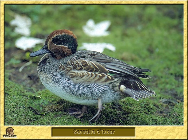 Sarcelle d'hiver - Anas crecca - Common Teal; DISPLAY FULL IMAGE.