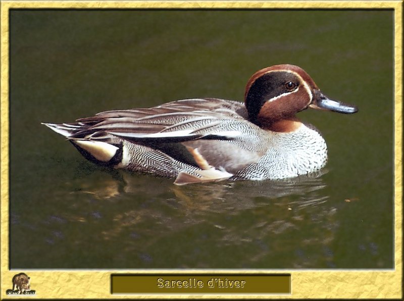 Sarcelle d'hiver - Anas crecca - Common Teal; DISPLAY FULL IMAGE.