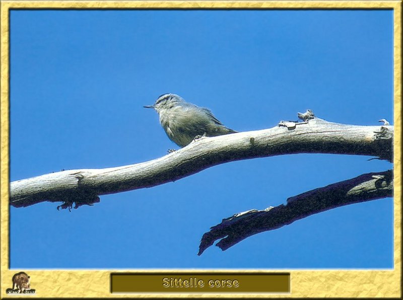 Sittelle corse - Sitta whiteheadi - Corsican Nuthatch; DISPLAY FULL IMAGE.