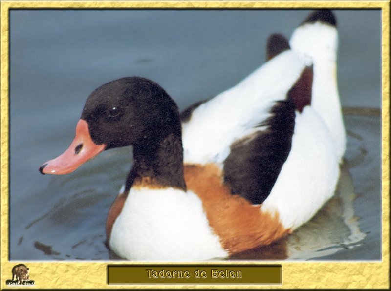 Tadorne de Belon - Tadorna tadorna - Common Shelduck; DISPLAY FULL IMAGE.