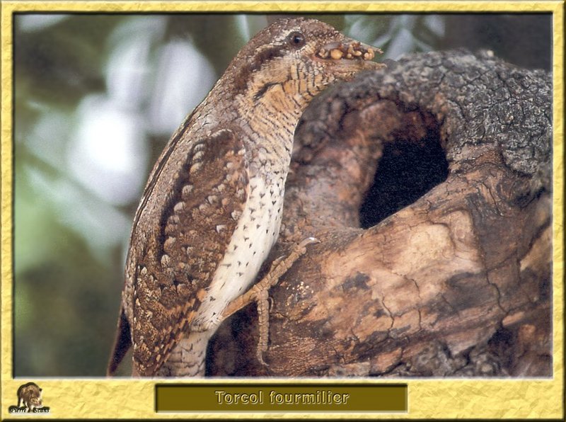 Torcol fourmilier - Jynx torquilla - Eurasian Wryneck; DISPLAY FULL IMAGE.