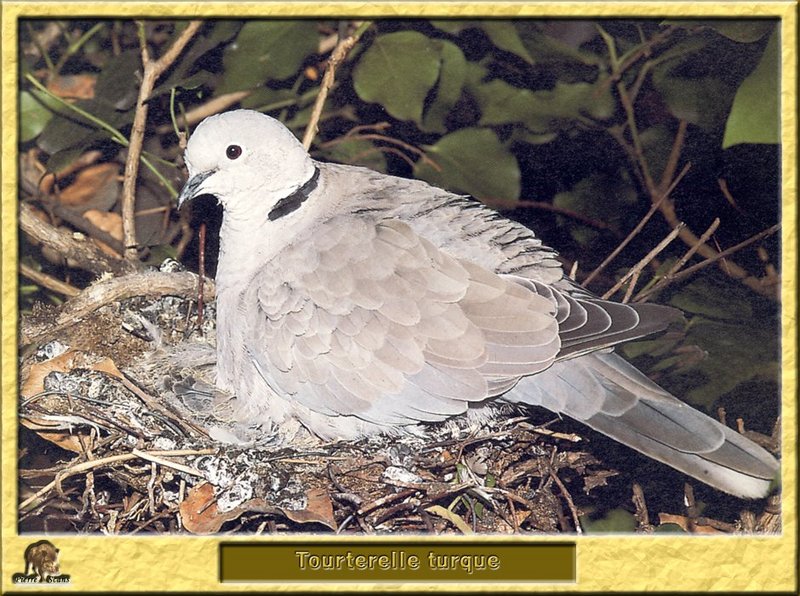 Tourterelle turque - Streptopelia decaocto - Eurasian Collared-Dove; DISPLAY FULL IMAGE.