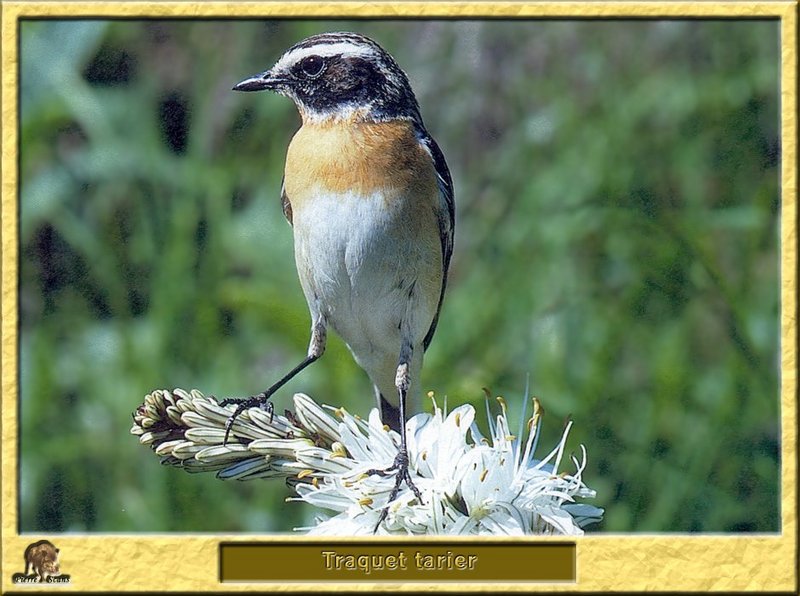 Traquet tarier - Saxicola ruberta - Whinchat; DISPLAY FULL IMAGE.