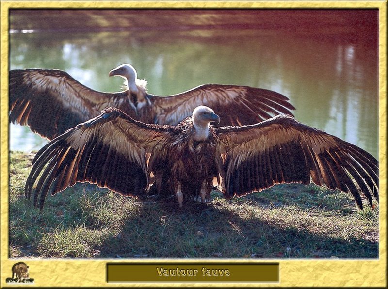 Vautour fauve - Gyps fulvus - Eurasian Griffon Vulture; DISPLAY FULL IMAGE.