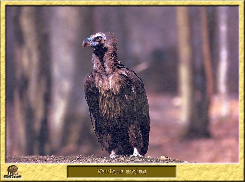 Vautour moine - Aegypius monachus - Monk Vulture (Eurasian Black Vulture); DISPLAY FULL IMAGE.