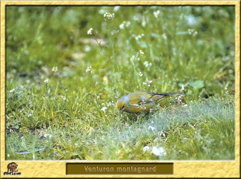 Venturon montagnard - Serinus citrinella - European Citril Finch; DISPLAY FULL IMAGE.