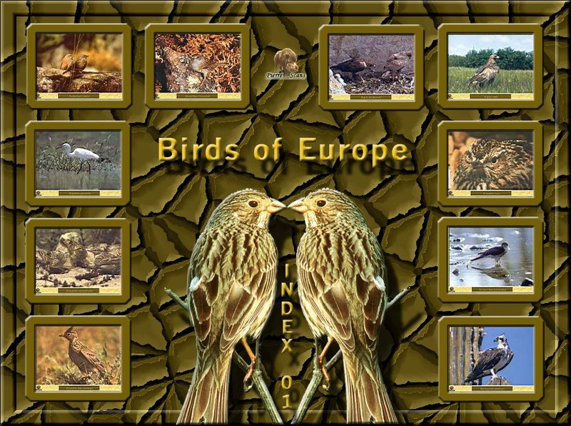 Birds of Europe - Index 001; DISPLAY FULL IMAGE.