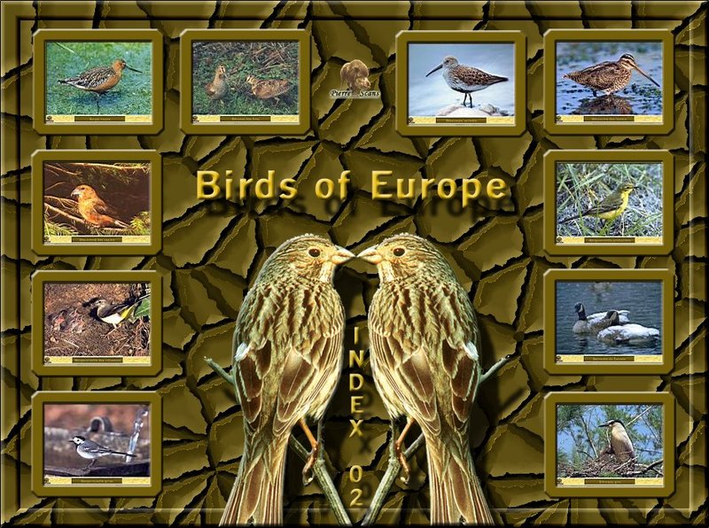 Birds of Europe - Index 002; DISPLAY FULL IMAGE.