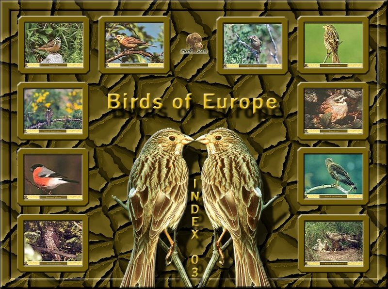 Birds of Europe - Index 003; DISPLAY FULL IMAGE.