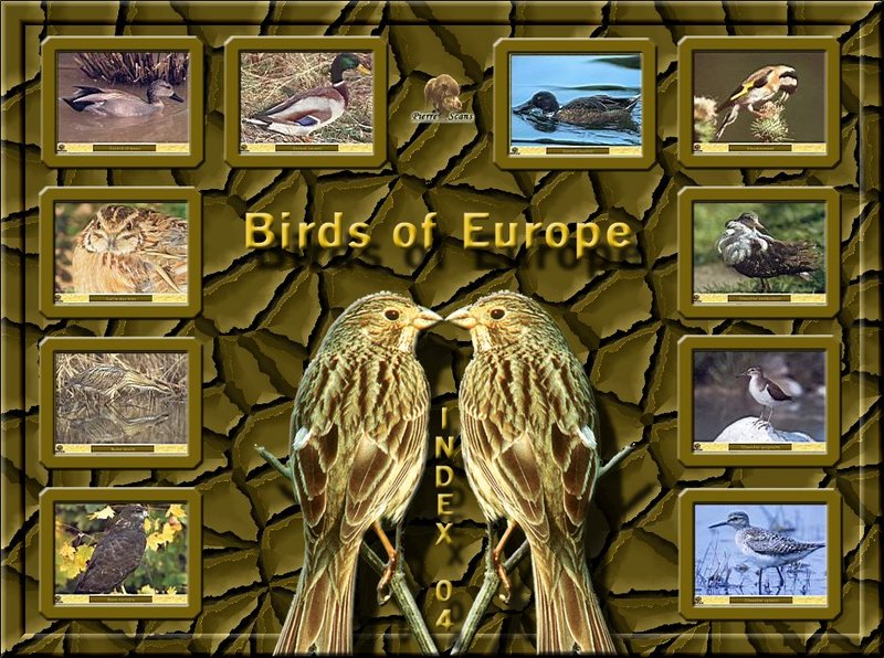 Birds of Europe - Index 004; DISPLAY FULL IMAGE.