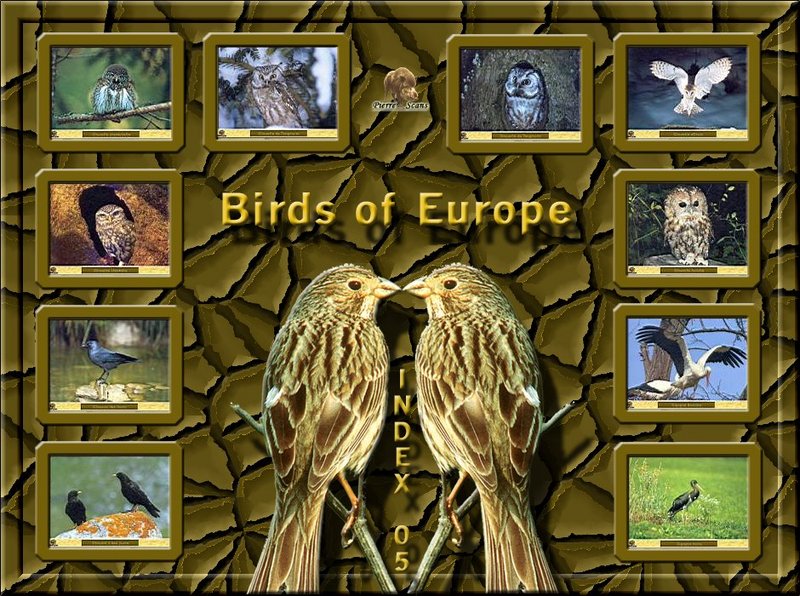 Birds of Europe - Index 005; DISPLAY FULL IMAGE.