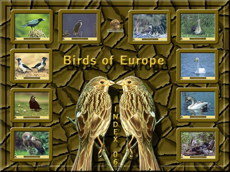 Birds of Europe - Index 006; DISPLAY FULL IMAGE.