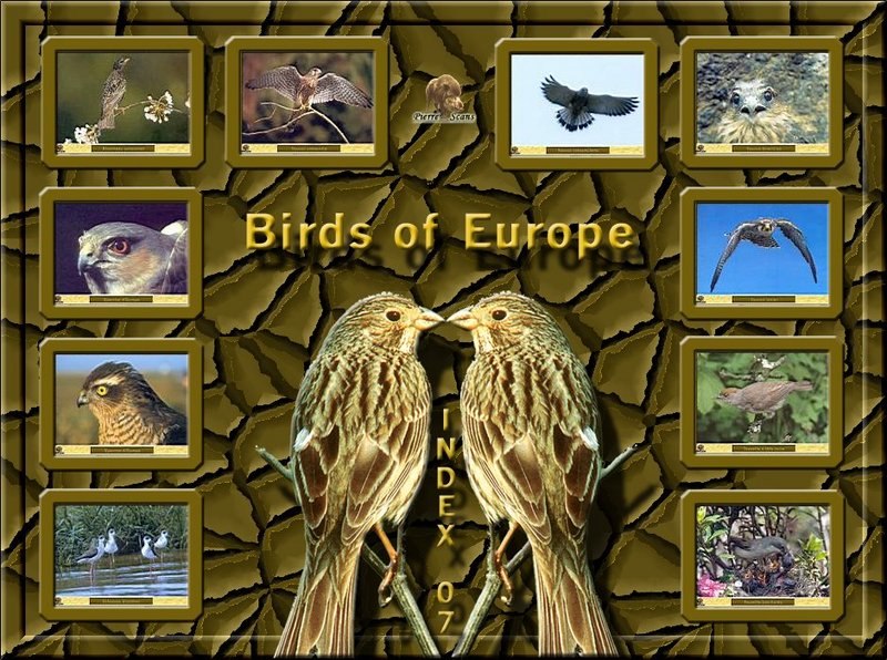 Birds of Europe - Index 007; DISPLAY FULL IMAGE.