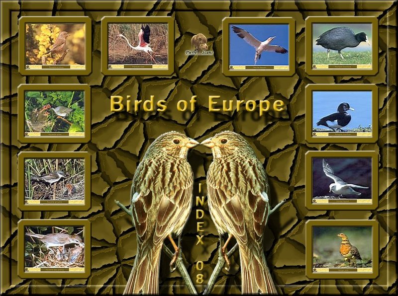 Birds of Europe - Index 008; DISPLAY FULL IMAGE.